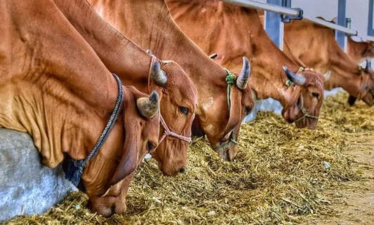 Thinking to Buy a Gir Cow? Taste Moomor Ghee First for Pure Desi Goodness