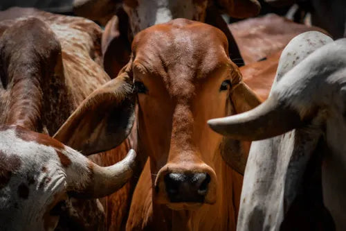 What is a Gir Gay? Understanding the Delight Behind Gir Cow Milk and Moomor’s Ghee